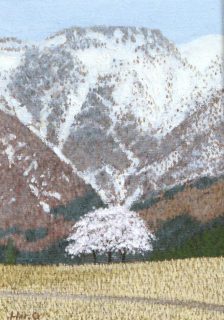 里山の桜（新潟県八海山）