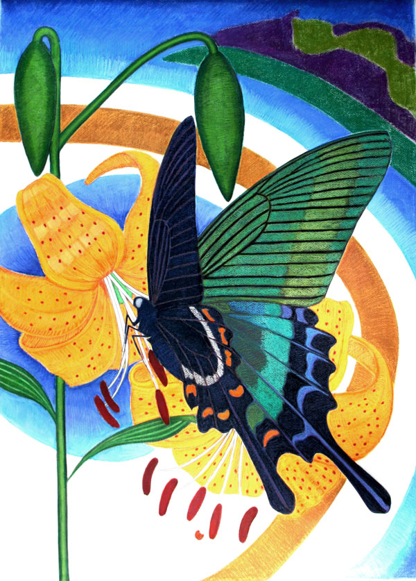 カラスアゲハ蝶