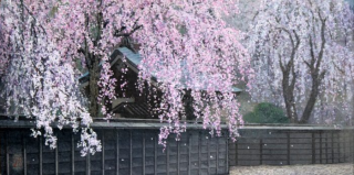 日本の心を和紙でえがく　八木天水 桜花 富士山展
