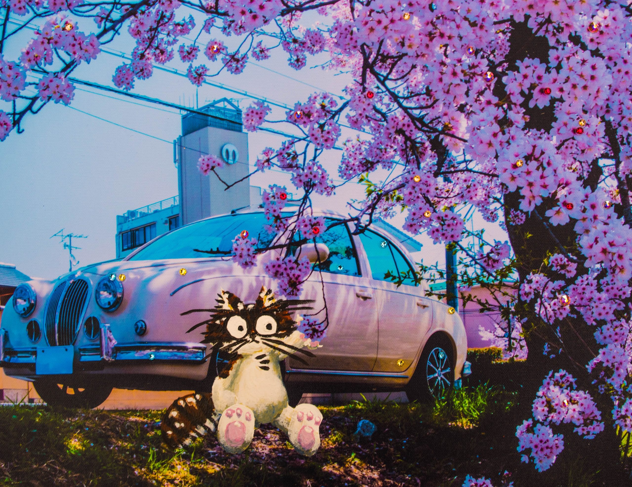 Akampo cat and a cherry blossom and a car