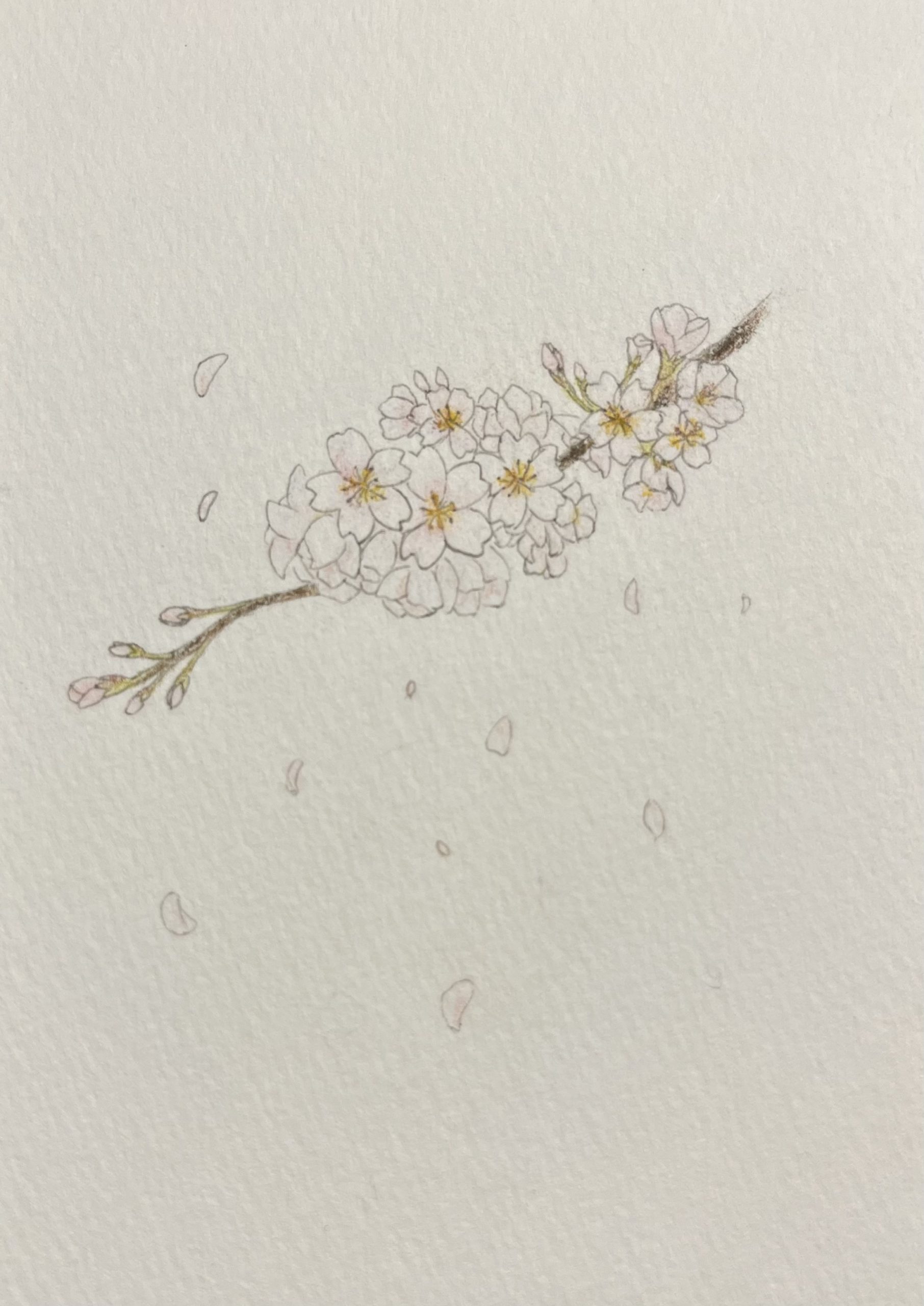 ソメイヨシノ（東京都県花）