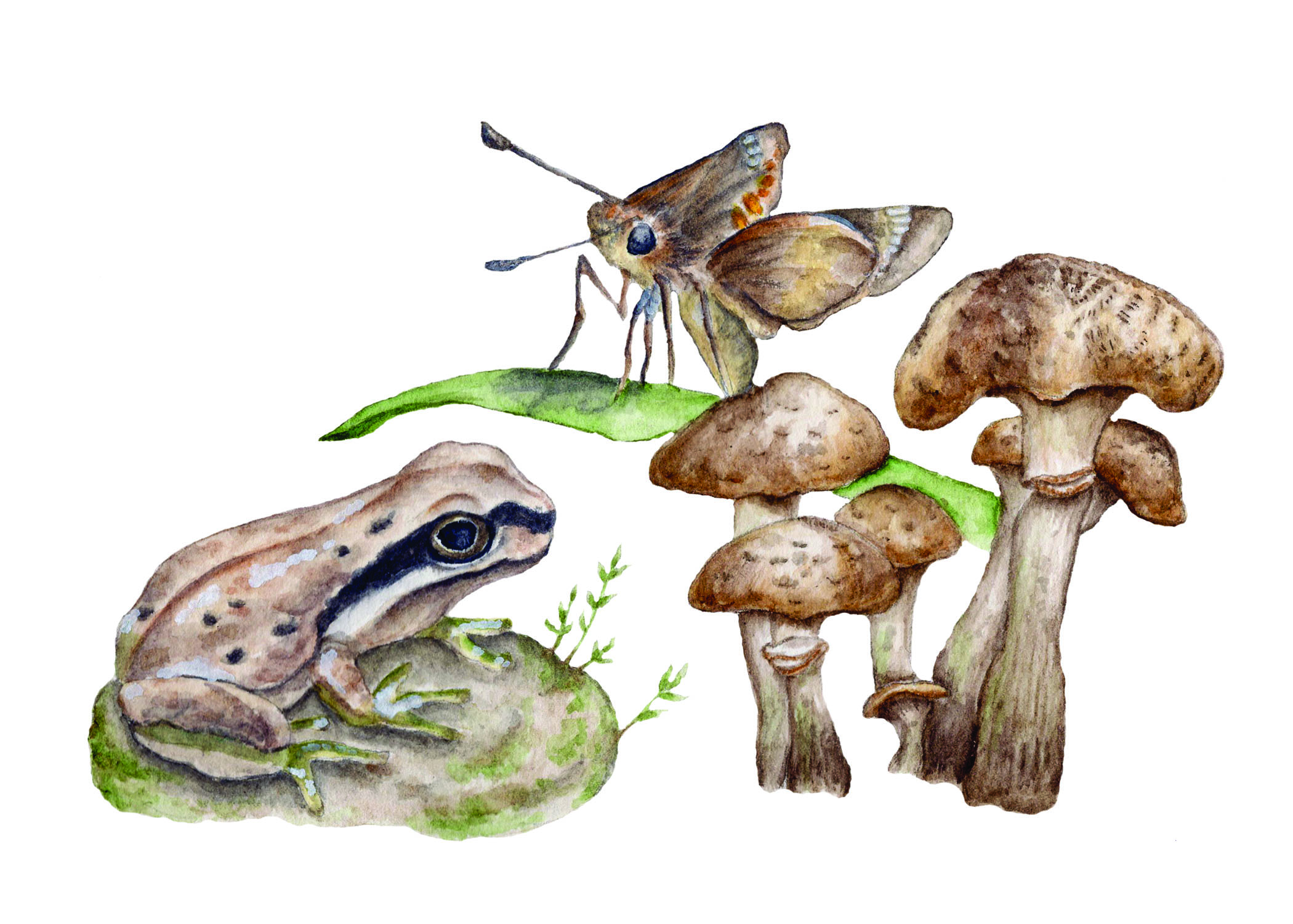 Frog with Skipper and Mushrooms